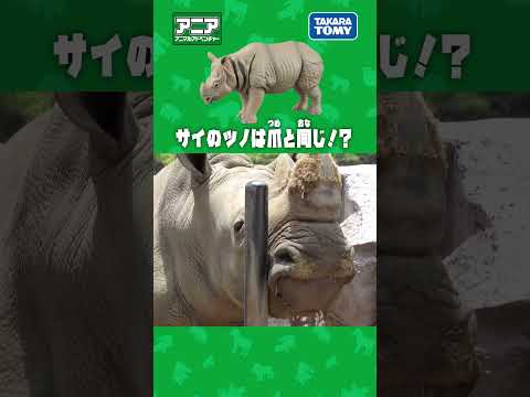【アニア研究所】　サイのツノはヒトのツメ？　#アニア #タカラトミー #shorts #アドベンチャーワールド