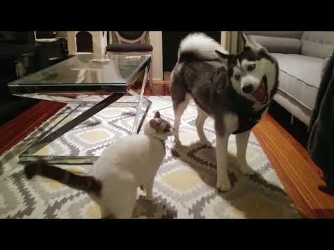 Siberian Husky and Cat Playing