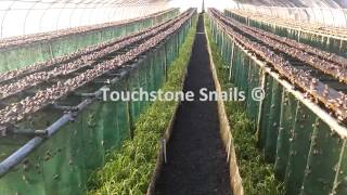 Touchstone Snail Technologies LTD - Snail Farming - Curtain Method