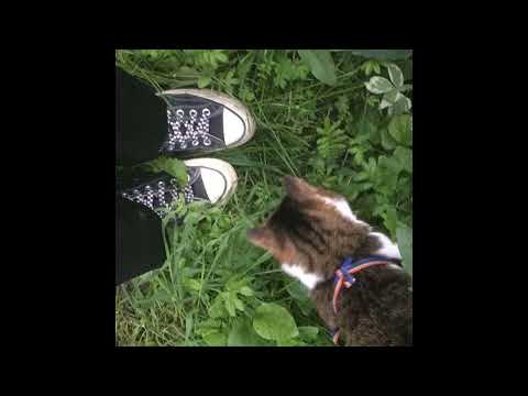 [free] acoustic guitar + midwest emo + guardin type beat - "stress out"