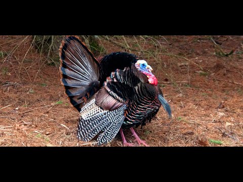 2020 Online Turkey Reporting Instructional