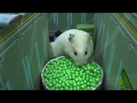 Jailbreak hamster / maze with traps😱