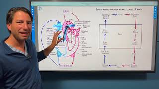 Cardiovascular System Anatomy Lecture by Ditki, Medical & Biological Sciences