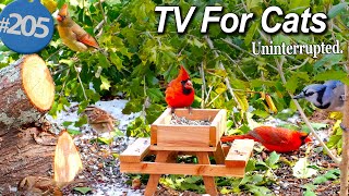 Uninterrupted 8 Hours 😻  TV for Cats Birds 🐦 and Squirrels 🐿 No Ads CatTV