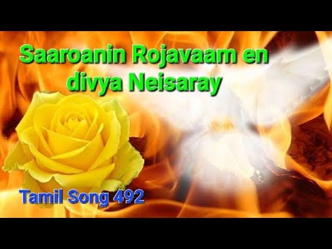 Saaroanin Roajaavaam en dhivya Neisaray En sondham Neer | TPM song | Tamil song no 492