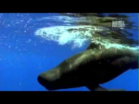 [TweenieZELL] Untamed&Uncut-Pilot Whale Attacks