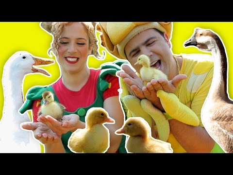 download lagu mp3 mp4 بطه بطوطه, download lagu بطه بطوطه gratis, unduh video klip Download بطه بطوطه Mp3 dan Mp4 Popular Gratis