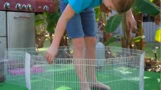 Guinea Pig How To: Make or Set Up a Playpen