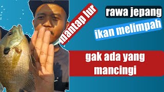 Download lagu mancing ambyar terbaru 2022 di rawa Jepang mp3