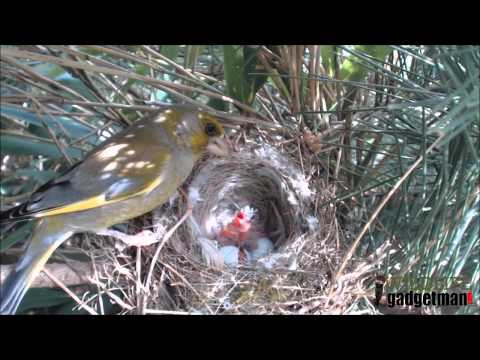 Wildlife Gadget Man - Greenfinch Nest 1 May 2015