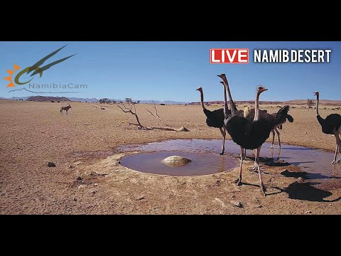 Видео: Намибия
