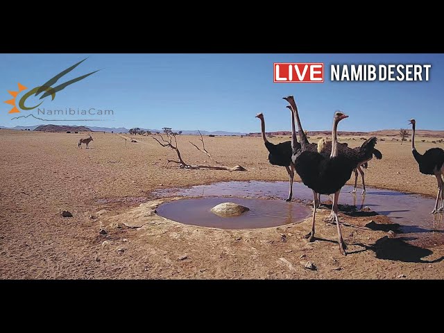 ナミブ砂漠の水飲み場・野生動物