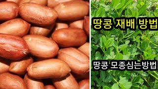 #땅콩재배방법 #땅콩모종심는방법