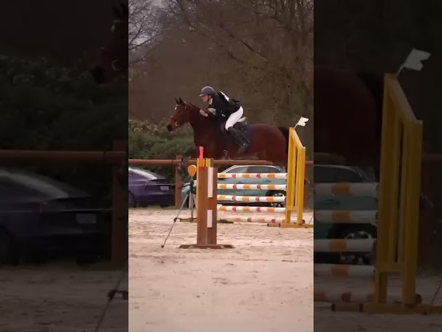 Merrie Connemara Te koop 2016 Bruin / Bai