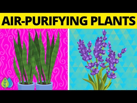 🌱Top 10 Air Purifying Plants for Bedroom