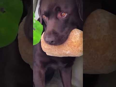 Gaetano e il filone di pane … della serie  Fornaio h24