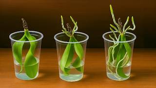 Growing Orchid Leaves In Water Without Roots Will Grow Roots Fast In This New Way