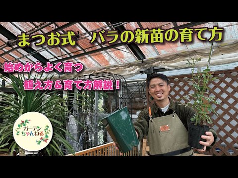 いつバラの茂みを植えるのですか？これを達成するにはどうすればよいでしょうか?裸根の植物はどうすればいいですか？  庭園