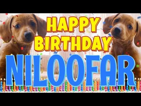 Happy Birthday Niloofar! ( Funny Talking Dogs ) What Is Free On My Birthday