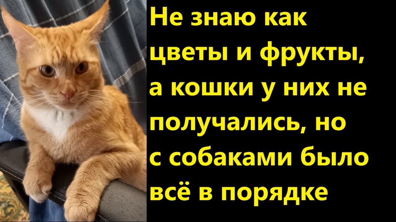 Не знаю как цветы и фрукты, а кошки у них не получались, но с собаками было всё