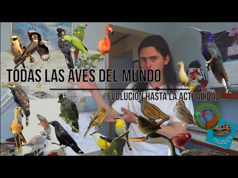 , title : 'TODAS LAS AVES DEL MUNDO | Evolución hasta la actualidad ft. Palaeos'