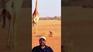 Girafa Acertou a Hiena😱