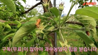 올해 2022 사과 낙과 있을것인가.적과에 대하여(황적화ㆍ카바릴수화제 적과)