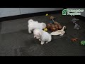 Maltese dogs for sale: Spencer - Video 1