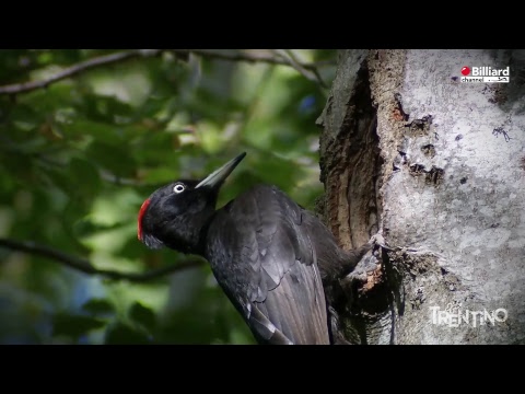 Matino Riccardo VS Cavalli Alessandro  - 20° Campionato Italiano Città di Arco