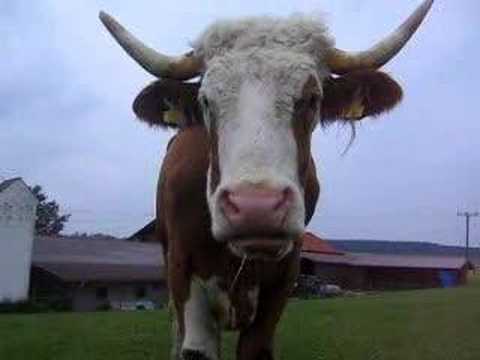 Ochse beim Wiederkäuen Teil1