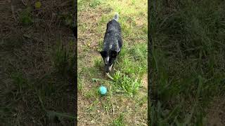 Video preview image #1 Mutt Puppy For Sale in Jackson, MS, USA