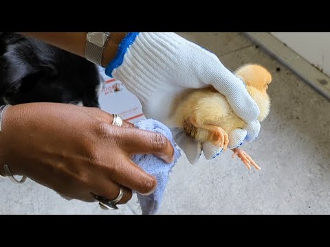 Baby Chicks - Pasty/Poopy Butt -Common condition that can be fatal if not recognized and corrected.