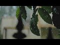Rainy Day Rain Status Music Best Relax Nature Whatsapp Status HD Whatsapp Status Video