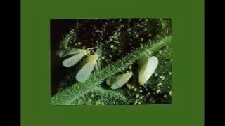 The Attack of The Silverleaf Whitefly