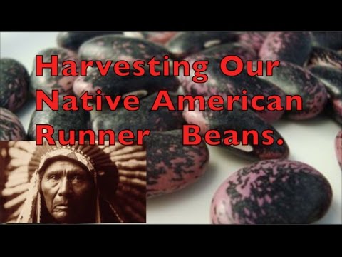 download lagu mp3 mp4 Native American Runner Beans, download lagu Native American Runner Beans gratis, unduh video klip Native American Runner Beans