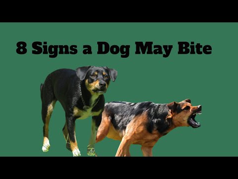 8 Signs a Dog May Bite
