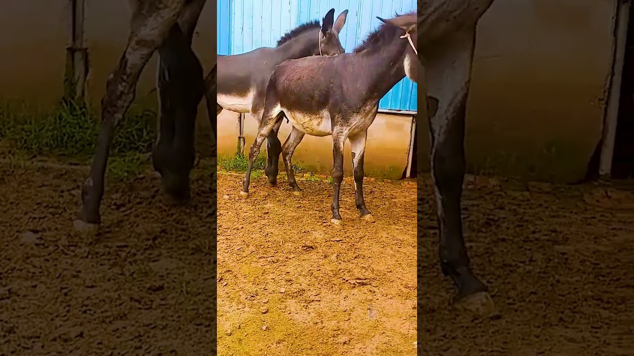 Donkeys live among donkeys and horses 183