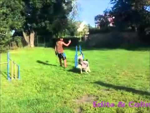 Agility - ZKO Jirkov