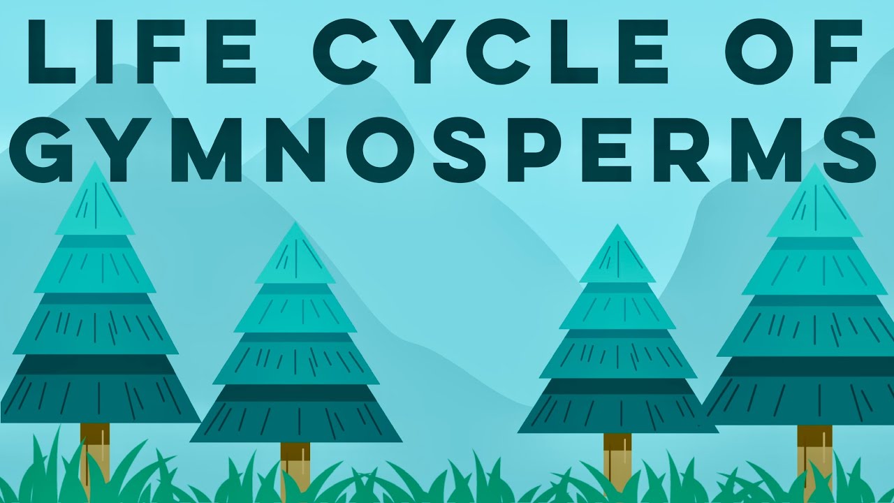 Gymnosperms Class 11 | Life Cycle of Gymnosperms ANIMATION | Plant Kingdom Class 11 | NEET