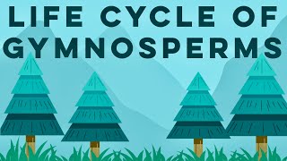 Gymnosperms Class 11 | Life Cycle of Gymnosperms ANIMATION | Plant Kingdom Class 11 | NEET