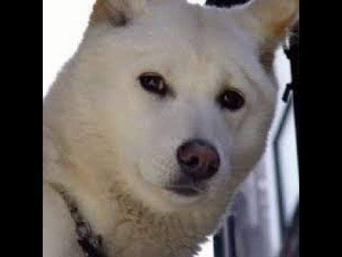 LOL JP Server Mid Yone VS D4 Kog'Maw 10/2/3