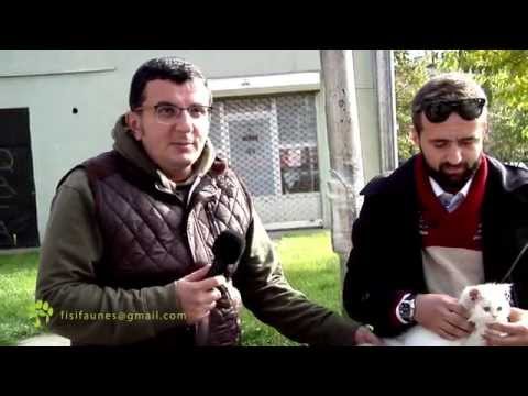 Fisi Faunes - Sezoni 3 / Episodi 13