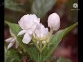 Kundo Leirang Mamal Naidraba Thamoi Https Youtube Com Shorts Agww9idt40Y Feature Share