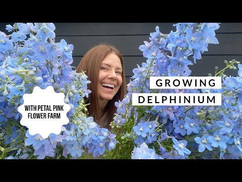 Growing Delphinium with Petal Pink Flower Farm
