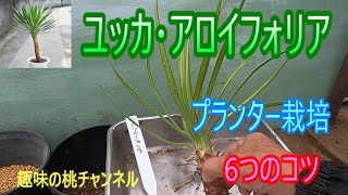 [Yucca aloifolia] 6 Tips for Growing in a Planter 25/8/27