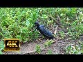 Beautiful Bugs And Insects In The Nature 4K Ultra HD Nature Video Best Relax Music