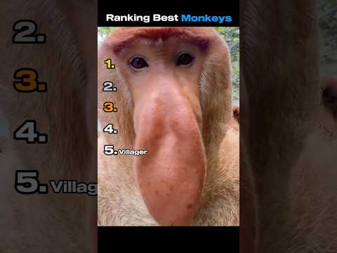 Ranking Best Monkeys #funnyvideo #ranking #animals