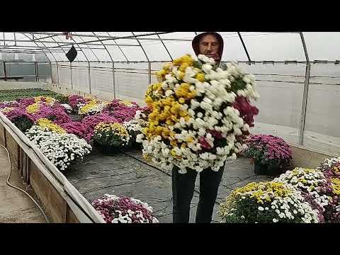 CUM PROTEJEZ GHIVECELE CU CRIZANTEME IARNA!!