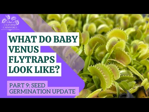 What Do Venus Flytraps Seeds Look Like After Germination?