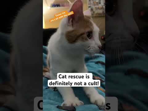 Cat rescue is definitely not a cult! 😹 #shorts #cat